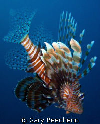 Lion fish by Gary Beecheno 